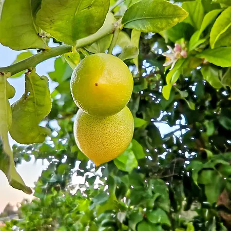 Elizabeth Villa Limassol