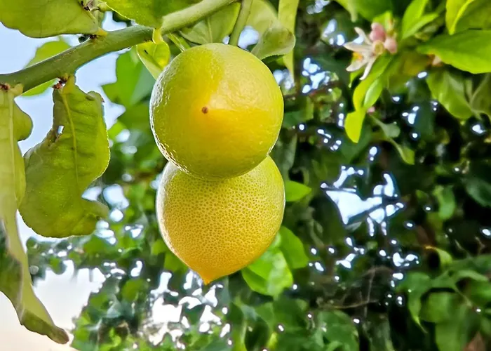 Elizabeth Villa Limisso